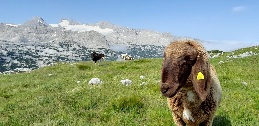 DachsteinKripp's tweet photo. Schafe 🐑 auf #Sommerfrische am Dachstein Krippenstein 🥰 Derzeit grasen und relaxen die #Schafe enspannt auf den Almwiesen am Weg zu den 5fingers - #dachsteinkrippenstein https://t.co/H67fTgVNzk
