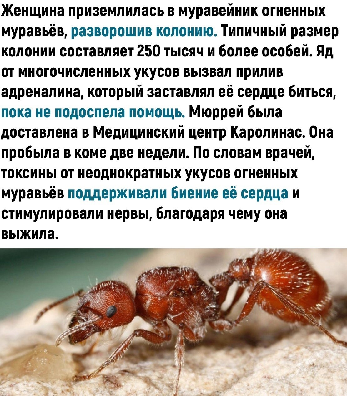 муравьи в шкафу с одеждой