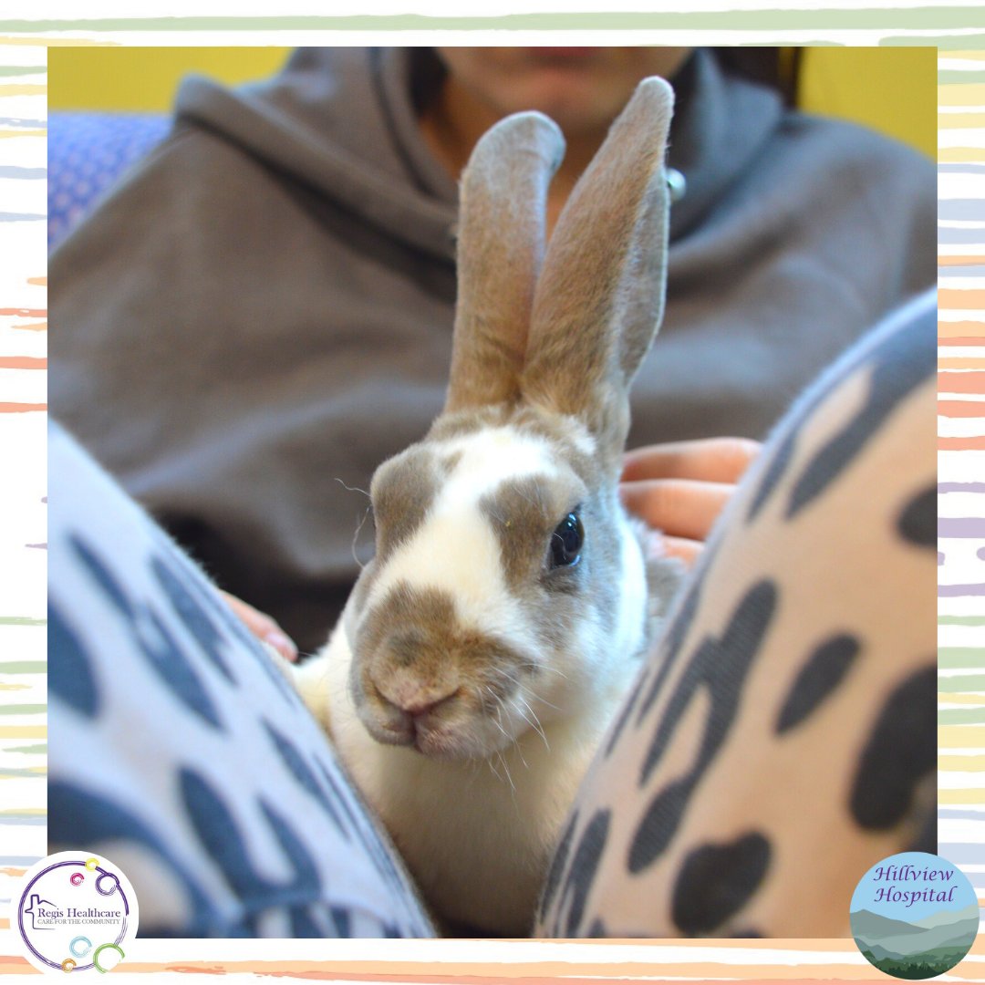 regishealthcare's tweet photo. Our favourite time of the week 🐰🦉🐍🦨🦦

Mr. P was so kind he brought in Tikka the baby Indian Scop Owl to visit us! He is so so tiny 🥰 He also brought in a rare barn owl, Miracle - we couldn't get any pictures of him that wasn't a blur though! We hope he comes in again soon! https://t.co/kQDIbttLZz