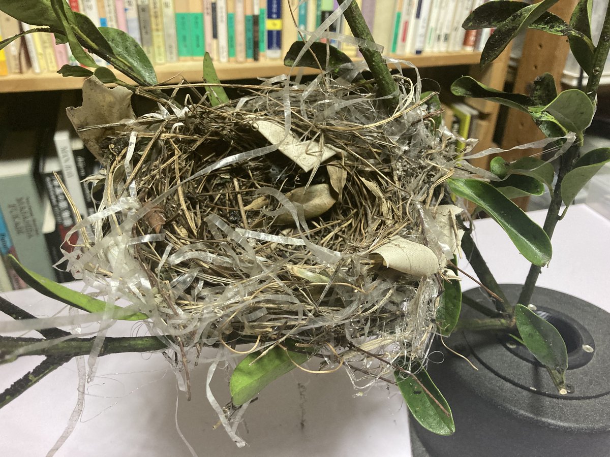 sakekota's tweet photo. 何鳥の巣？
What bird's nest？ https://t.co/I9BJKJm9Gd