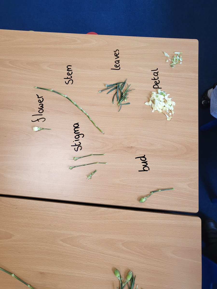 HFHAMissHitchen's tweet photo. We have had fun this morning dissecting and learning about the parts of a plant... #science #makeeverydaycount #STEAM https://t.co/4YK70orDly