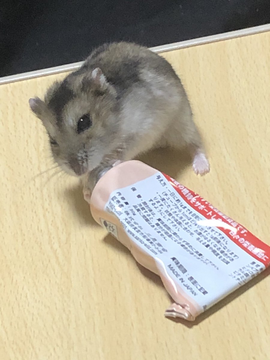 2019年11月にお迎えしてから
今日まで長生きしてくれました。

子ハムかな？って疑う小ささで
ちっとも大きくならないし
体重もめちゃくちゃ軽かったけど
2年9ヶ月、頑張りました。