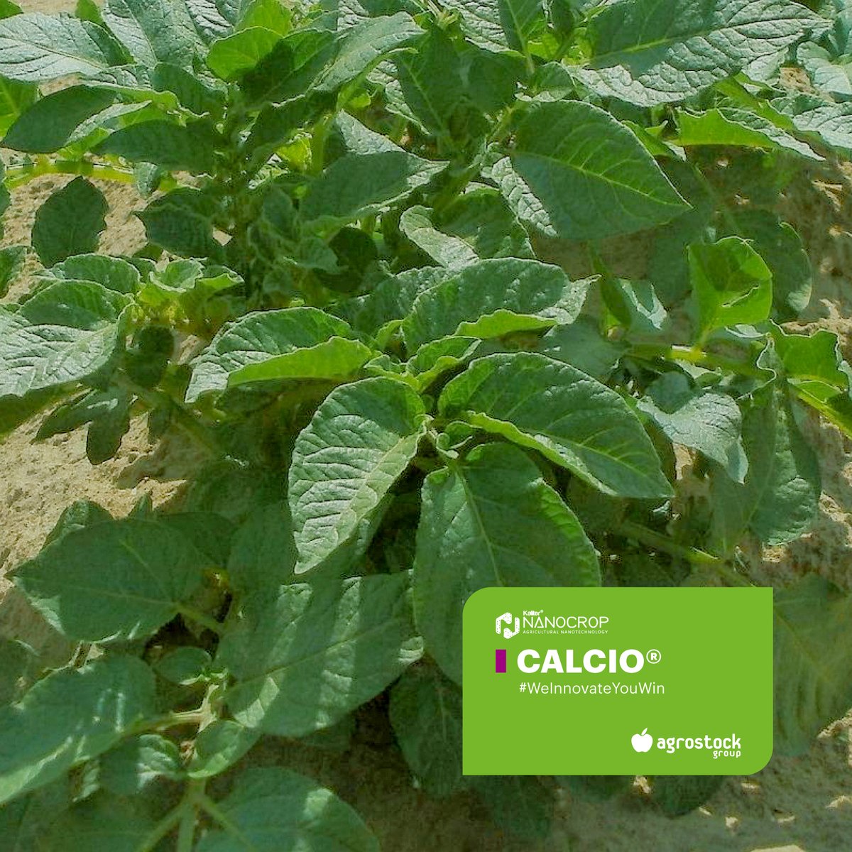Producción más homogénea de #patata con aportaciones de #Calcio en el inicio de tuberización.

🌿Info > bit.ly/3lFIBNr
