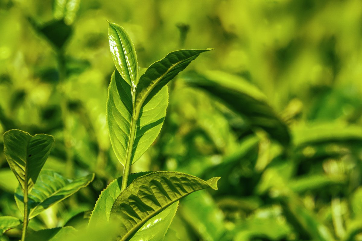 FarmersVoiceLYF's tweet image. We are delighted to be in Nandi Hills, #Kenya, to launch a new project with @SireetL, @NOPEKENYA, @EPK_Limited and @TwiningsUK, using #participatory #radio to empower women #tea farmers to improve their families’ health and wellbeing and to achieve more secure livelihoods.