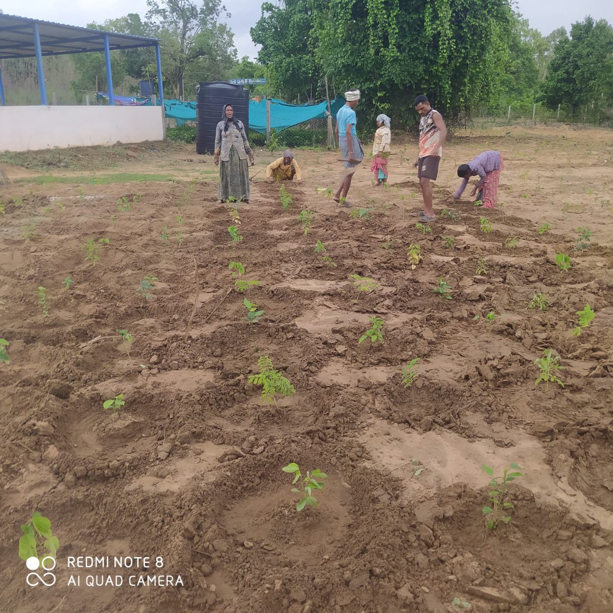 sbmgmulugu's tweet photo. #BioFencing works near Segregation shed and Crematorium of Nimmagudem Gram Panchayat, Mangapet Mandal
@TelanganaCMO 
@DayakarRao2019 https://t.co/bWMEfbWR6u