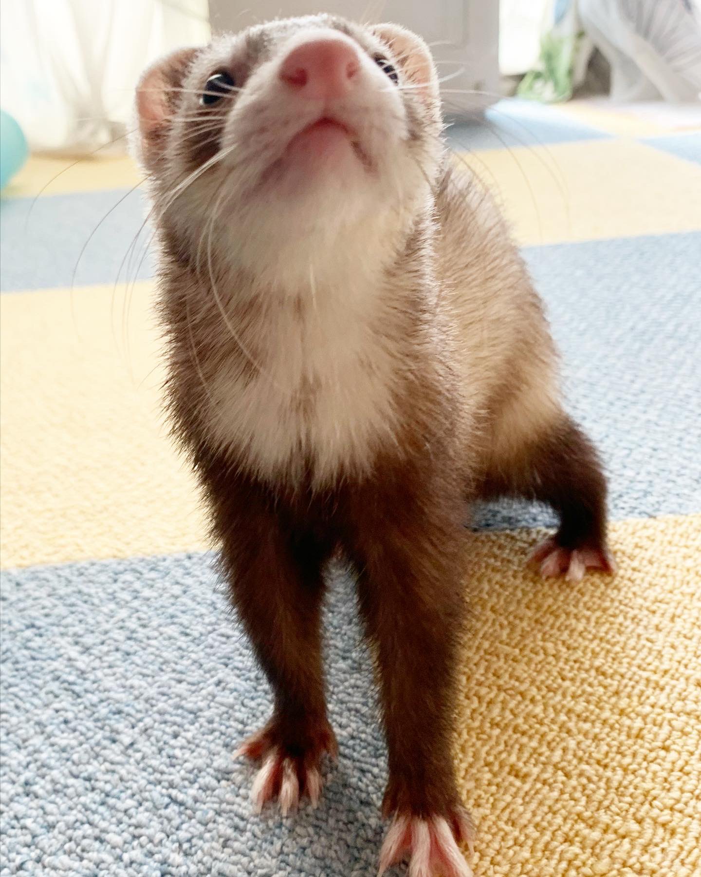 Chiro いつもいつも可愛い フェレット T Co 0w0j08lqv0 Twitter