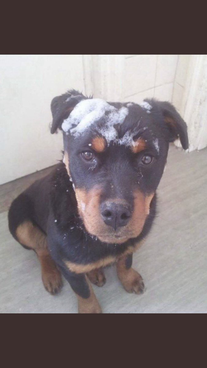 Rachael (@rachaelb100) on Twitter photo SKY
❗️NEW CONTACT NUMBER ❗️
Sadly still #Missing #Stolen
The Smawthorne Hotel
#Castleford #WF10
West Yorkshire North East
2/12/2015
#Rottweiler
#Chipped
#ScanthatChip #PetTheft
#GetSkyHome
FBK Group
facebook.com/groups/1725372…
DogLost
doglost.co.uk/dog-blog.php?d…
<a href="/getskyhome/">@getskyhome</a> SKY
❗️NEW CONTACT NUMBER ❗️
Sadly still #Missing #Stolen
The Smawthorne Hotel
#Castleford #WF10
West Yorkshire North East
2/12/2015
#Rottweiler
#Chipped
#ScanthatChip #PetTheft
#GetSkyHome
FBK Group
facebook.com/groups/1725372…
DogLost
doglost.co.uk/dog-blog.php?d…
<a href="/getskyhome/">@getskyhome</a>