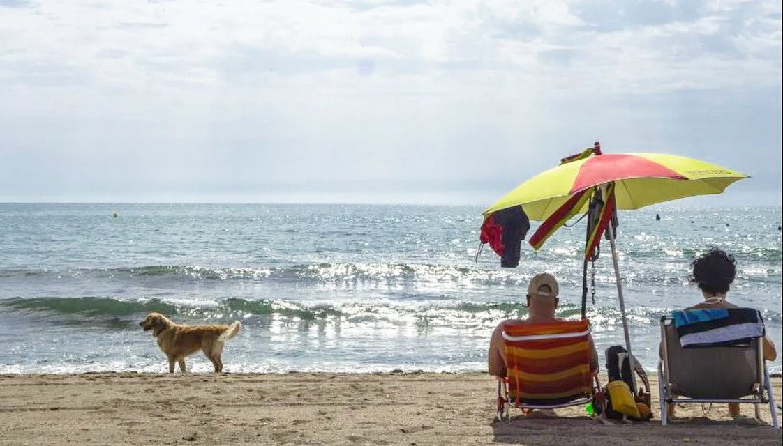 🐶 #Alicante cuenta con una playa canina en Agua Amarga con servicio de socorrismo y salvamento. ✅ Próximamente, se van a mejorar los servicios con la instalación de una “food truck” y una zona de alquiler de sombrillas y tumbonas. 👉 bit.ly/3QROKV2
