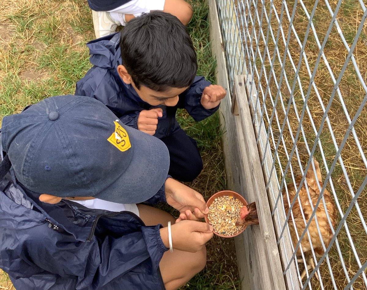 StainesPrepYr1's tweet photo. What a fantastic day for our  @StainesPrepTrip to @OddsFarmPark the rain did not dampen our spirits! We were able to interact with a range of animals 🐓🐰🐑🐄 and bring our #StainesPrepScience learning to life. #StainesPrepYear1 https://t.co/RUpZcslJb7