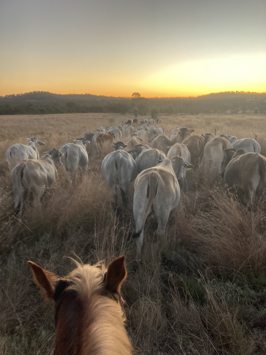 MartyConroy_9's tweet photo. Bringing the girls down from the shelter of the hills for an early morning appointment with the vet. Hopefully proud mothers to be🤞#pregtest https://t.co/BkeGuib5KA