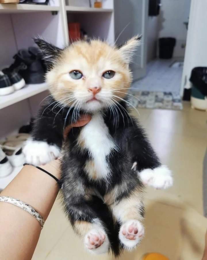 TranslatedCats's tweet photo. Orange in a suit. https://t.co/M4OJFuh6e0