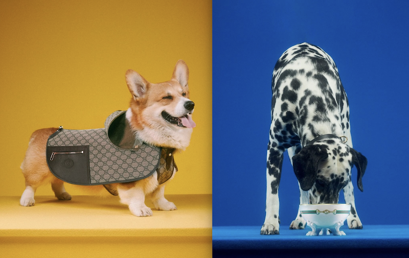 wimpets's tweet photo. Gucci Just Released Items for your Boujee Pets!

https://t.co/U2SF8bRHRw https://t.co/GjnqvlGLq0