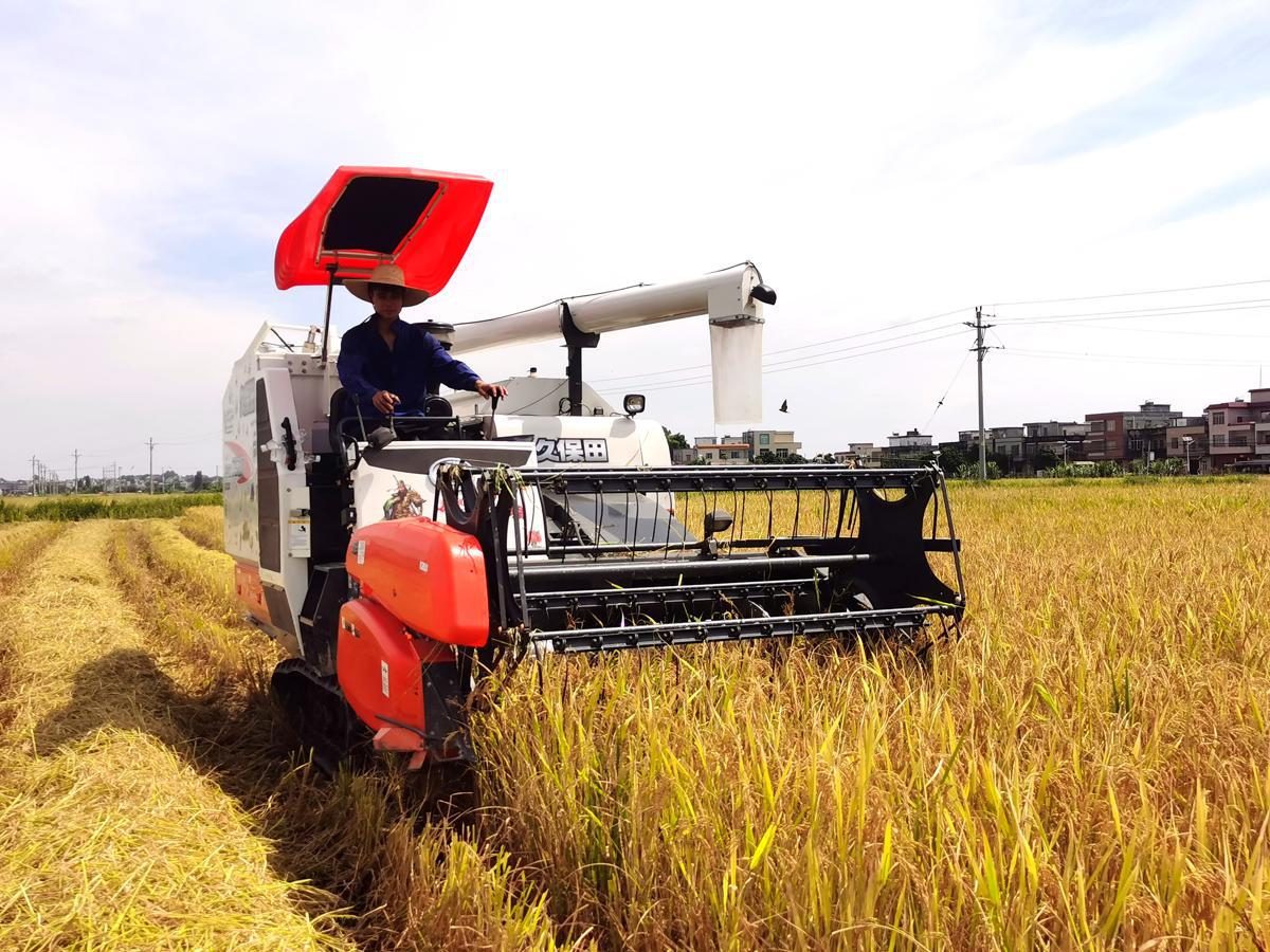 iGuangdong's tweet photo. Photos taken in Maopo village in western #Guangdong province that rice harvesters moved through the paddies as farmers gathered early-season rice. 

🌾 In Guangdong, more than 866,000 hectares of early-season rice has entered harvest season. #GDimpression https://t.co/Db2Hc9GT7i