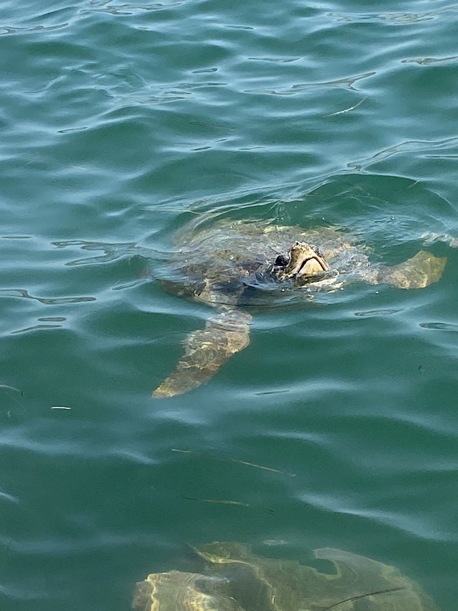 supertrol's tweet photo. We gingen niet voor niets #turtlespot #argostoli https://t.co/z0KlDRaeR0