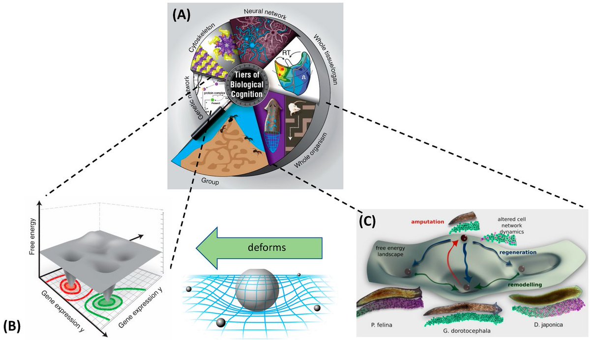Entropy_MDPI's tweet photo. #mdpientropy Read #ConceptPaper "Competency in Navigating Arbitrary Spaces as an Invariant for Analyzing Cognition in Diverse Embodiments", by Dr. Chris Fields and Dr. Michael Levin.
https://t.co/1m1cG2uaAY

#physiology
#anatomical #morphospace
#BasalCognition https://t.co/VuKMi9mgG9