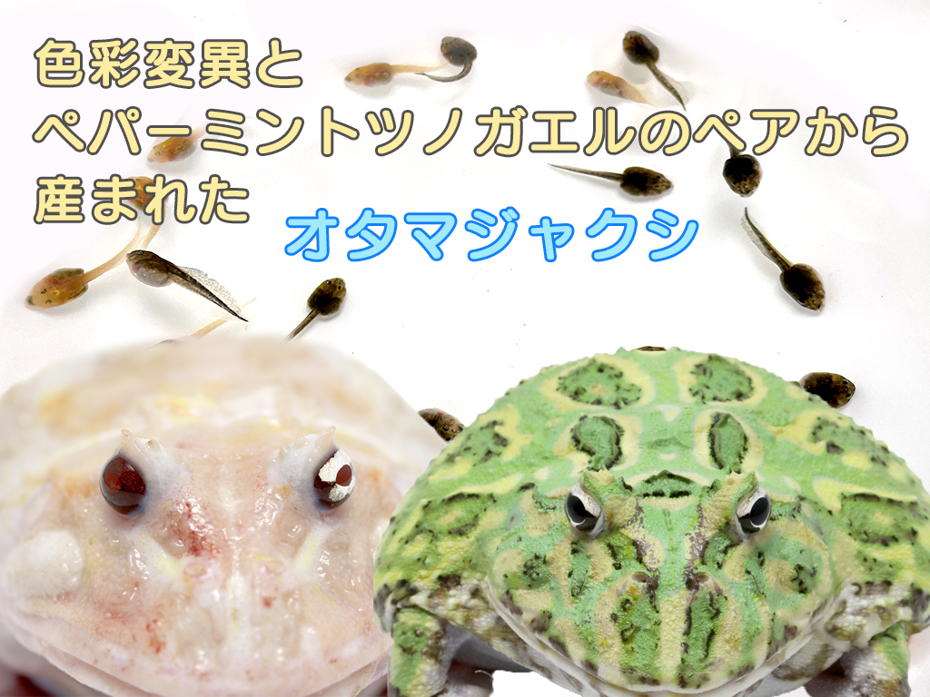 Nuance ニュアンス ペパーミントツノガエルのメスと昨年産まれた色彩変異個体 アルビノ系統 のペアのオタマジャクシの販売を開始しました 既に最初の一匹が変態しましたので 10日程度の期間限定の販売となります オス親は顔が傷だらけでごめんなさい