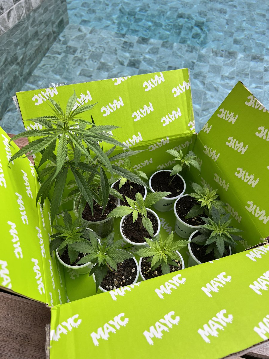 Hold my bong 😂 best part of the entire mayc Bayc merch everrrr. 🤍