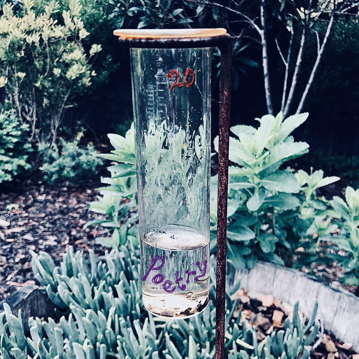 Raining Poetry in Adelaide tweet media