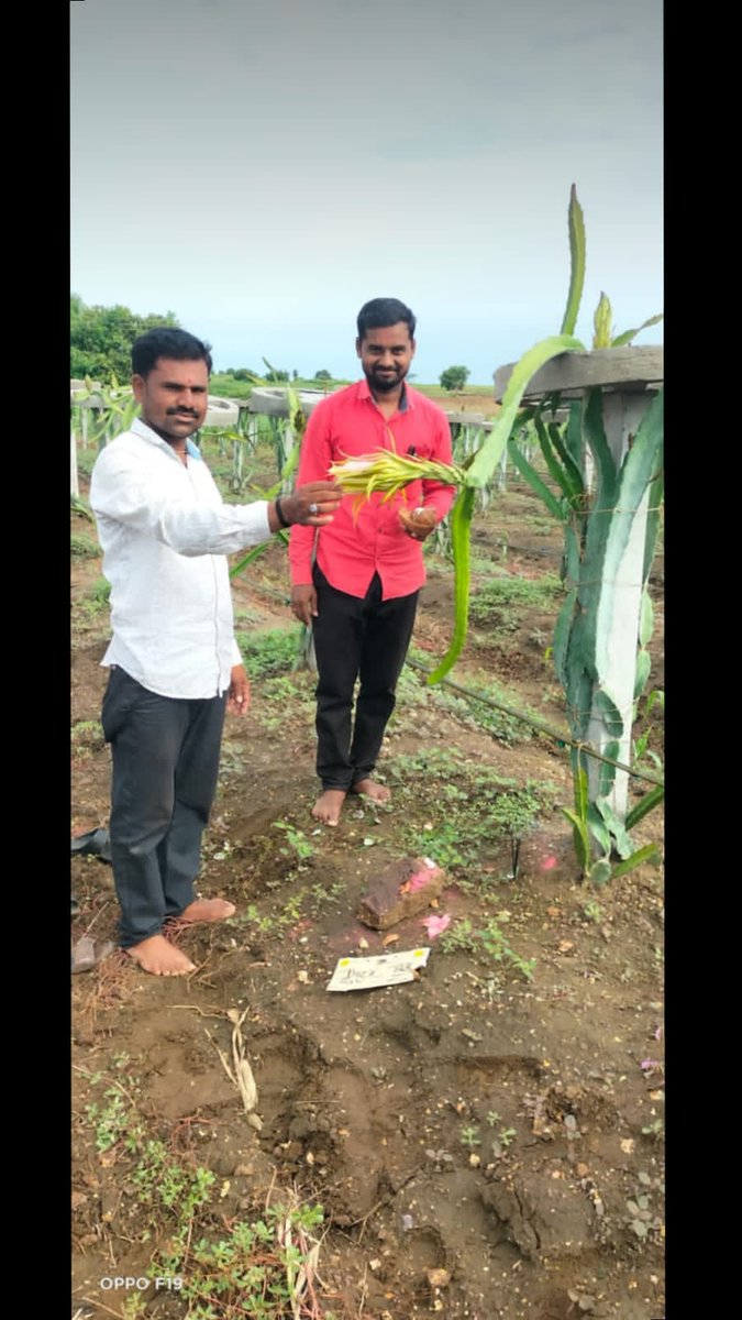 CSC_Agriculture's tweet photo. Dragon fruit nursery set up by a FPO in Maharashtra. A great initiative worth every praise.
#VocalForLocal
#CSCAgriculture
#CSCSupportsFarmers
@dintya15 @sanjaykrakesh @PrabalSingh150 @CSCMaharashtra https://t.co/NAzea2avtZ