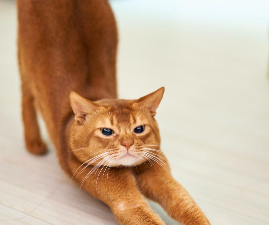 Wanna cat/cow with us..?! 
conta.cc/3y3xPWO