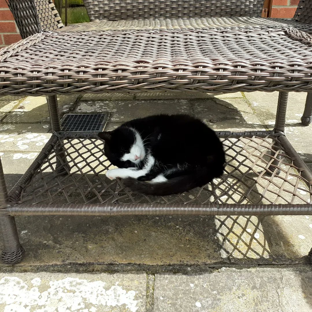 Day 28 #30DaysWild Tilly loves the warmth of the sun, the sounds of the birds and bees, she truly loves nature too. Tilly takes her daily meditation seriously and finds never-ending peace in the different zones appreciating each one like only a cat can @NorfolkWT @Bertseyeview1