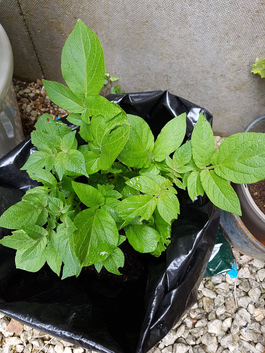 Myplaceagain's tweet image. Coming along nicely #ProjectPotato