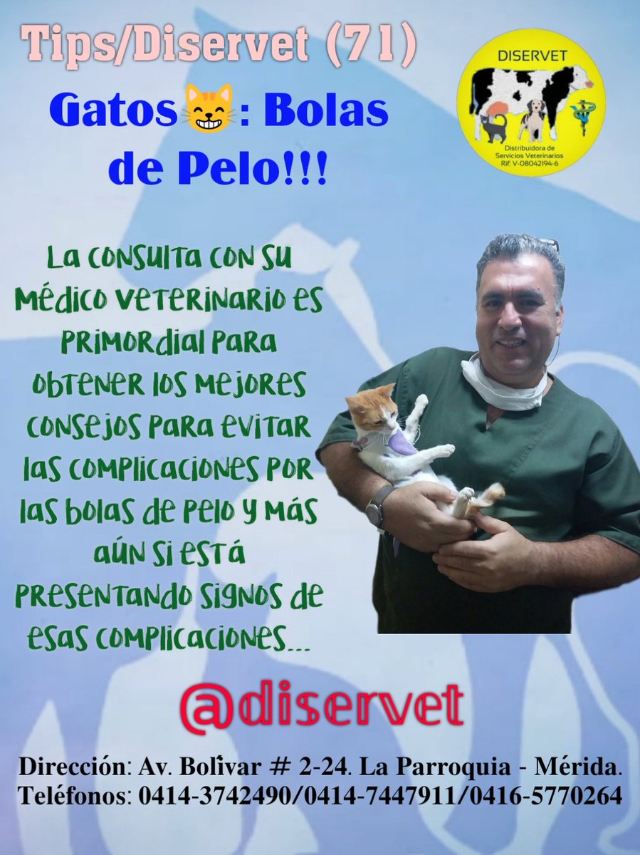 diservet01's tweet photo. 3️⃣Recuerda que consultar a su #médicoveterinario es la mejor opción para evitar complicaciones por las bolas de pelo
@diservet #TipsDiservet #gatos #bolasdepelo #consultaveterinaria @mvreinaldorivas https://t.co/OTqvIZn4GR