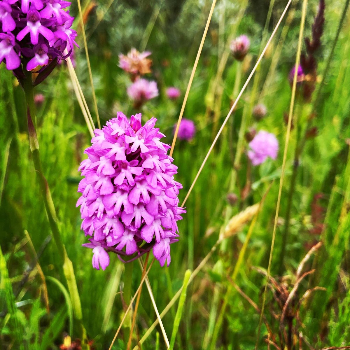 foragingcourse's tweet photo. Great to see so many pyramidal orchids and marsh helleborine during this past weekend’s courses.
#orchids #helleborine #wildflowers #plants https://t.co/fWQ9wy17we