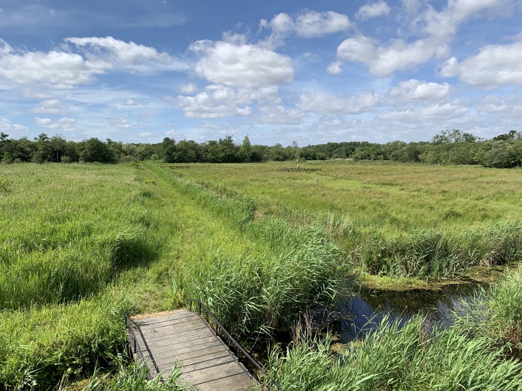 NEChiefSci's tweet photo. Our experts are exploring the fascinating habitats of Bure Marshes #NNR today, with colleagues from @NENorfolkSufflk as part of our #DNABioblitz. With over 450ha of wet woodland, fens and marshes - there's plenty to see!
@NHM_Science #NNRScience #NNRFestival https://t.co/CGCvSReGtB