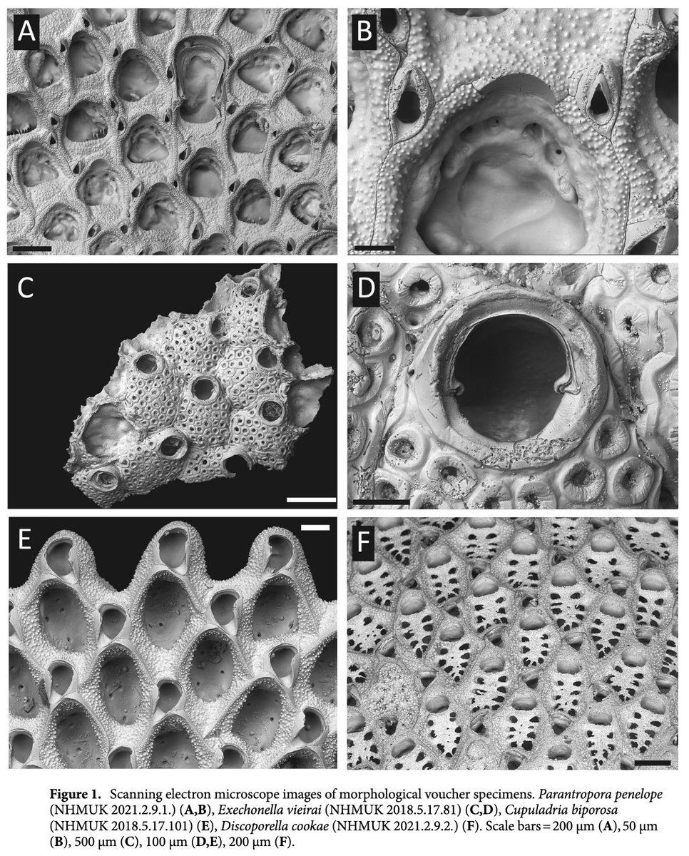 Andrea Waeschenbach (@bryoevolution) on Twitter photo In our quest to build a bryozoan phylogeny, we ran into these highly unexpected introns and I’m delighted to finally share these finding generated with <a href="/drhelenljenkins/">Helen Jenkins</a>, <a href="/Fritillaria3/">Dr Rachael Graham</a>, <a href="/JoanneSPorter/">Professor Joanne Porter</a>, <a href="/lmanzoni/">Leandro M. Vieira</a>, @odealab, <a href="/DrSimonCoppard/">Dr Simon Coppard</a> rdcu.be/cQxXi <a href="/LeverhulmeTrust/">The Leverhulme Trust</a> In our quest to build a bryozoan phylogeny, we ran into these highly unexpected introns and I’m delighted to finally share these finding generated with <a href="/drhelenljenkins/">Helen Jenkins</a>, <a href="/Fritillaria3/">Dr Rachael Graham</a>, <a href="/JoanneSPorter/">Professor Joanne Porter</a>, <a href="/lmanzoni/">Leandro M. Vieira</a>, @odealab, <a href="/DrSimonCoppard/">Dr Simon Coppard</a> rdcu.be/cQxXi <a href="/LeverhulmeTrust/">The Leverhulme Trust</a>