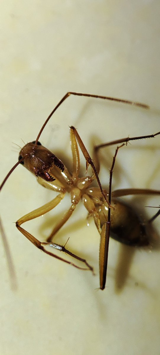KaffmanGH's tweet photo. @Xiaomi @XiaomiUK @XiaomiUSA @XiaomiIndia @XiaomiSingapore @XiaomiGhana The SuperMacro feature on the Redmi 10 Pro is exciting. Check out the incisors on the African red ant. https://t.co/EGgarvhY1k