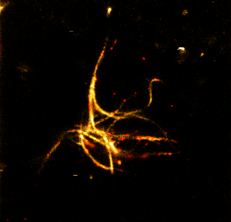KeJahnke's tweet photo. Very excited that our most recent paper on DNA cytoskeletons has been highlighted in @Nature! https://t.co/10kSSyGbVq @KGoepfrich @mpi_mr_hd https://t.co/Y9AzC5ot26