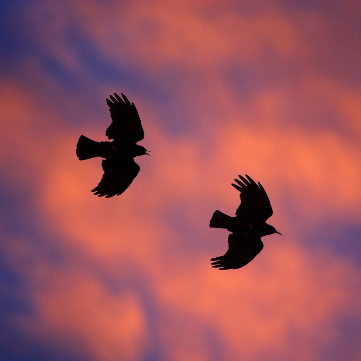 Ymfalchïwn yn y Gymraeg, a’i chysylltiad â'r ieithoedd Celtaidd eraill. Mae hi’n wythnos siarad #Kernewek! Felly, beth am roi cynnig arni…

We pride ourselves in #Cymraeg &amp; our connections to other Celtic languages. This week is #SpeakCornishWeek! So, we’re giving it a go…

🧵