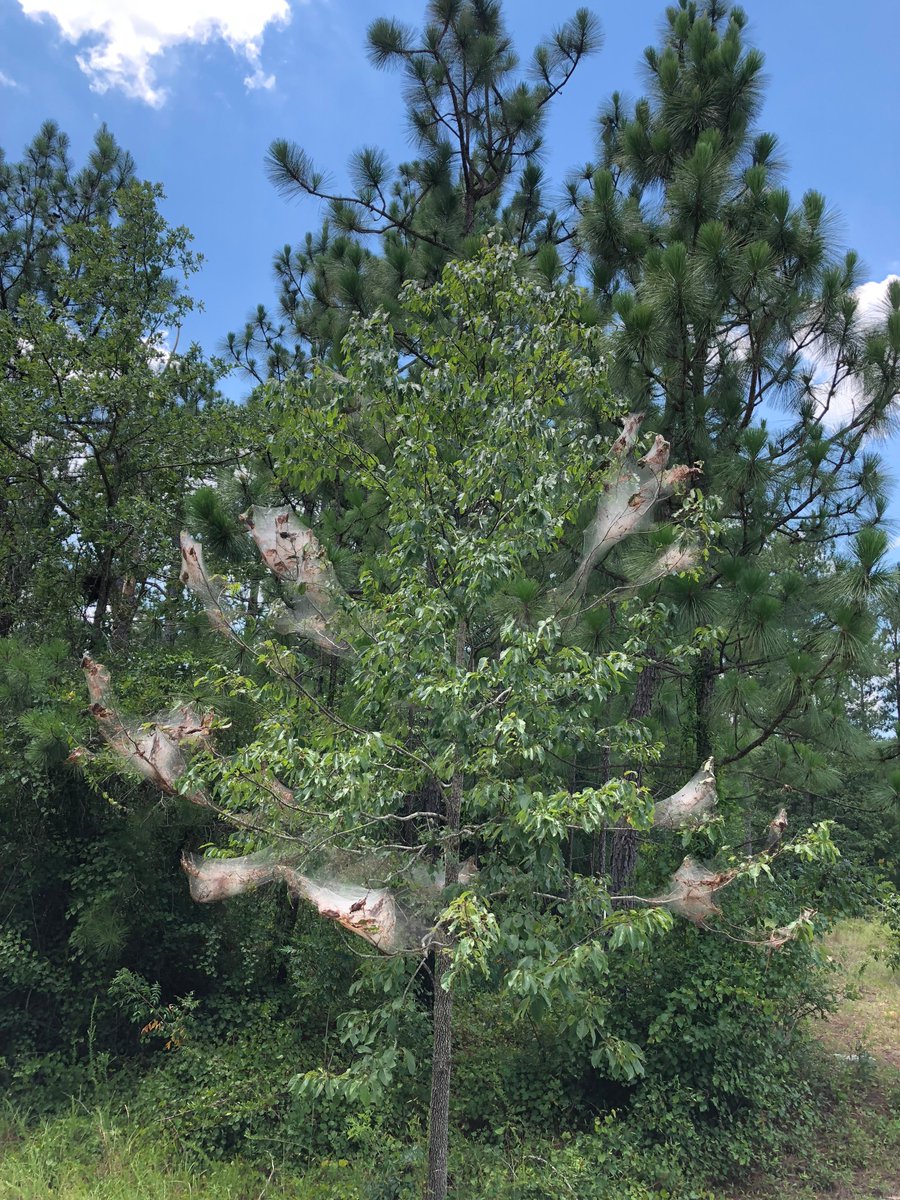 drdavecoyle's tweet photo. It's webworm season! Webs are present on branch ends of several tree species across the region. Caterpillars are inside the webs, munching away. These native species aren't a #foresthealth threat; damage to the tree is negligible. Break open the webs to give birds a tasty treat! https://t.co/v9kw8fq4MX