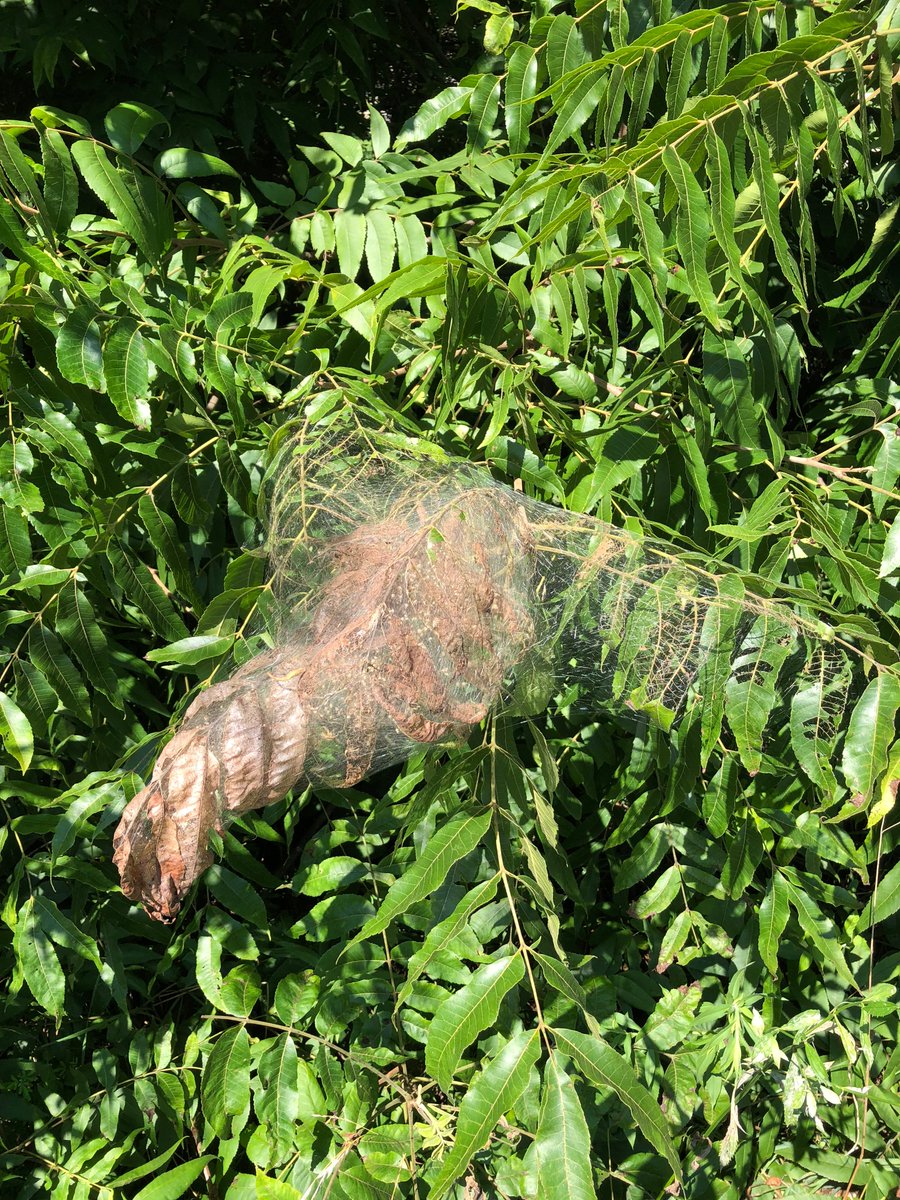 drdavecoyle's tweet photo. It's webworm season! Webs are present on branch ends of several tree species across the region. Caterpillars are inside the webs, munching away. These native species aren't a #foresthealth threat; damage to the tree is negligible. Break open the webs to give birds a tasty treat! https://t.co/v9kw8fq4MX
