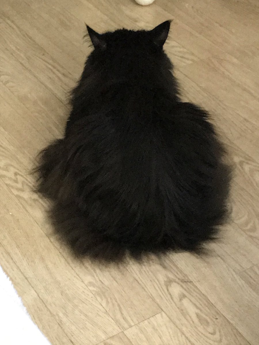 TheBlackFluff's tweet photo. From 10” mini bun to 35” of curious me. 
I think the hoomum did hide my kitten candy up there. https://t.co/B240yC6RRx
