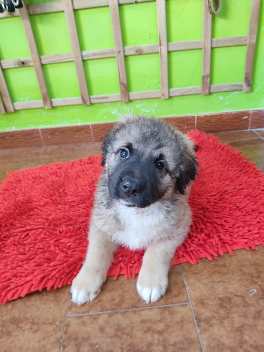 sospelinesprote's tweet photo. Peter y Rizo son cachorros de dos meses de tamaño grande. Buscan familia. Están en A Coruña https://t.co/ewcwtkZtYE