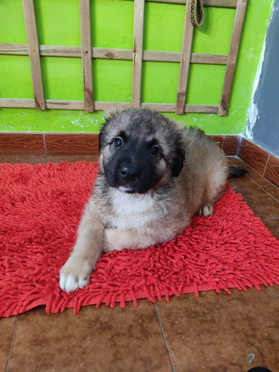 sospelinesprote's tweet photo. Peter y Rizo son cachorros de dos meses de tamaño grande. Buscan familia. Están en A Coruña https://t.co/ewcwtkZtYE