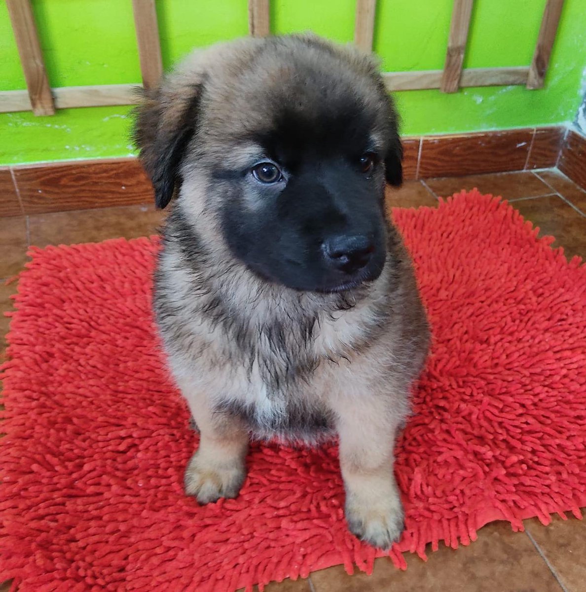 sospelinesprote's tweet photo. Peter y Rizo son cachorros de dos meses de tamaño grande. Buscan familia. Están en A Coruña https://t.co/ewcwtkZtYE