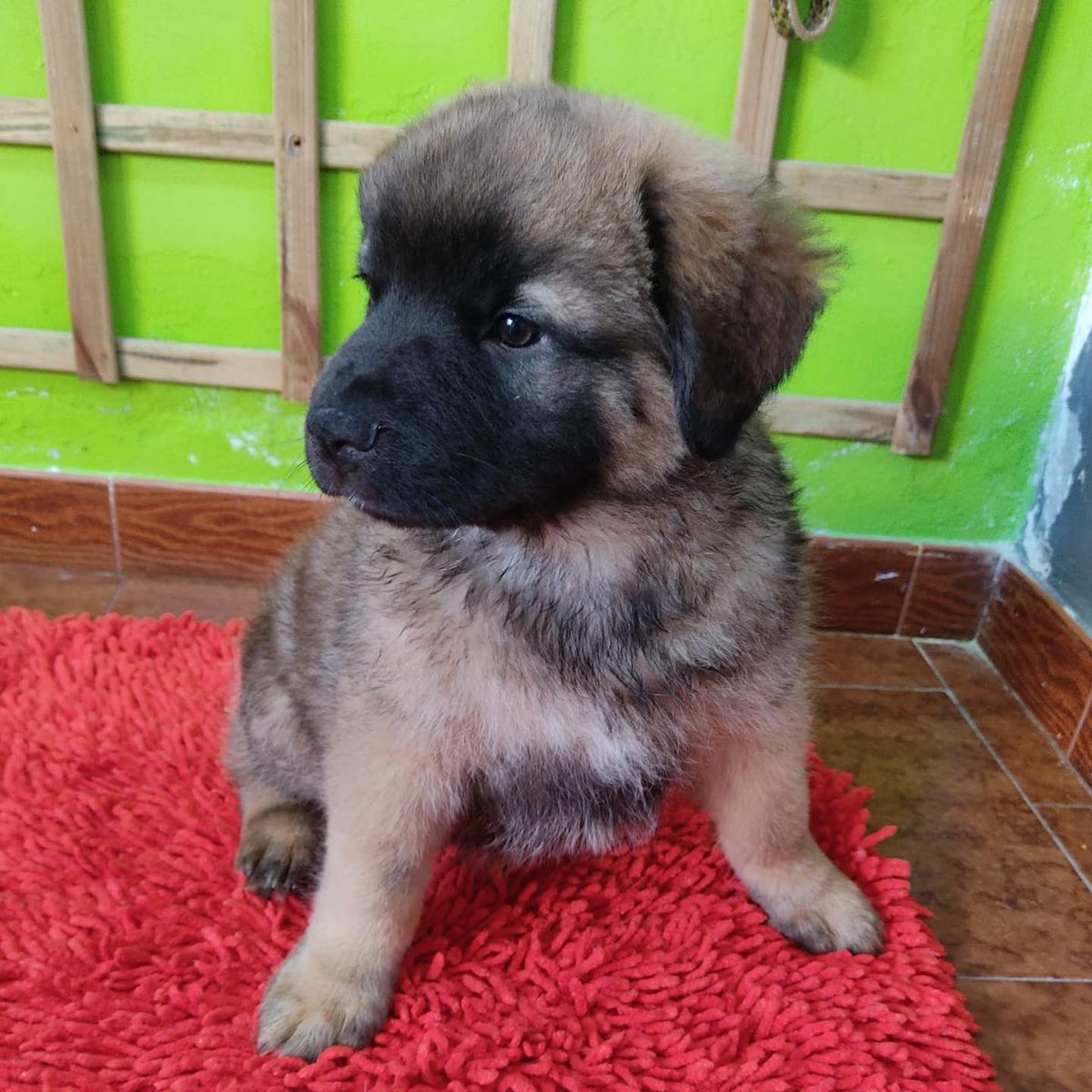 sospelinesprote's tweet photo. Peter y Rizo son cachorros de dos meses de tamaño grande. Buscan familia. Están en A Coruña https://t.co/ewcwtkZtYE