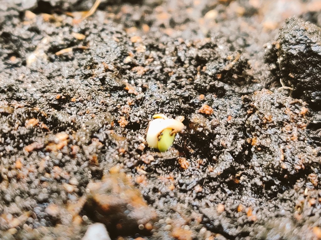 FloBeyerRS's tweet photo. @fmfoerster First plant of the @esa #lps name batch sees the light at the @JKI_Bund :) greetings from Brunswick #copernicus https://t.co/El8Sy3Didi