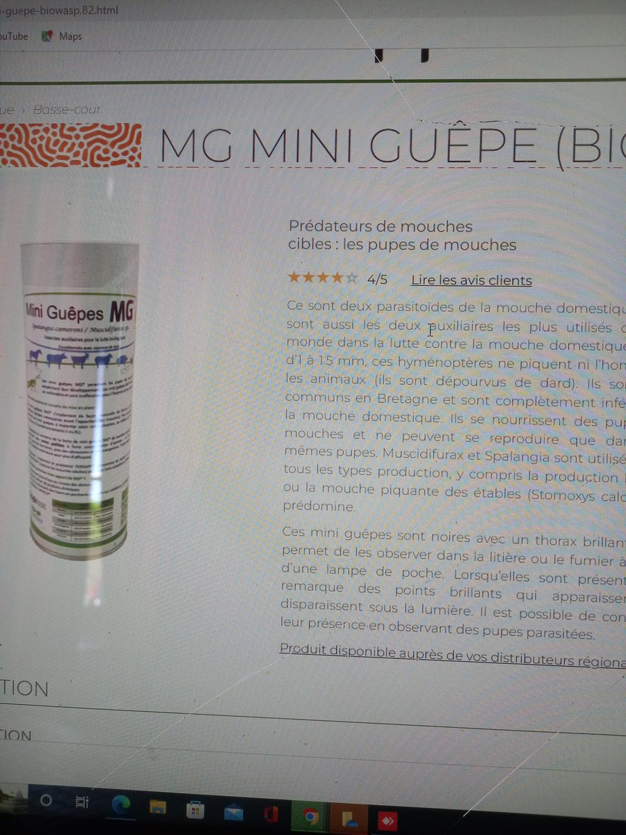 Des mini guêpes pour lutter contre les larves de mouche, vous connaissez? Elles pondent dans les larves pour se reproduire en tuant les futures mouches! <a href="/Fragritwittos/">FranceAgritwittos♥️</a> #biocontrole