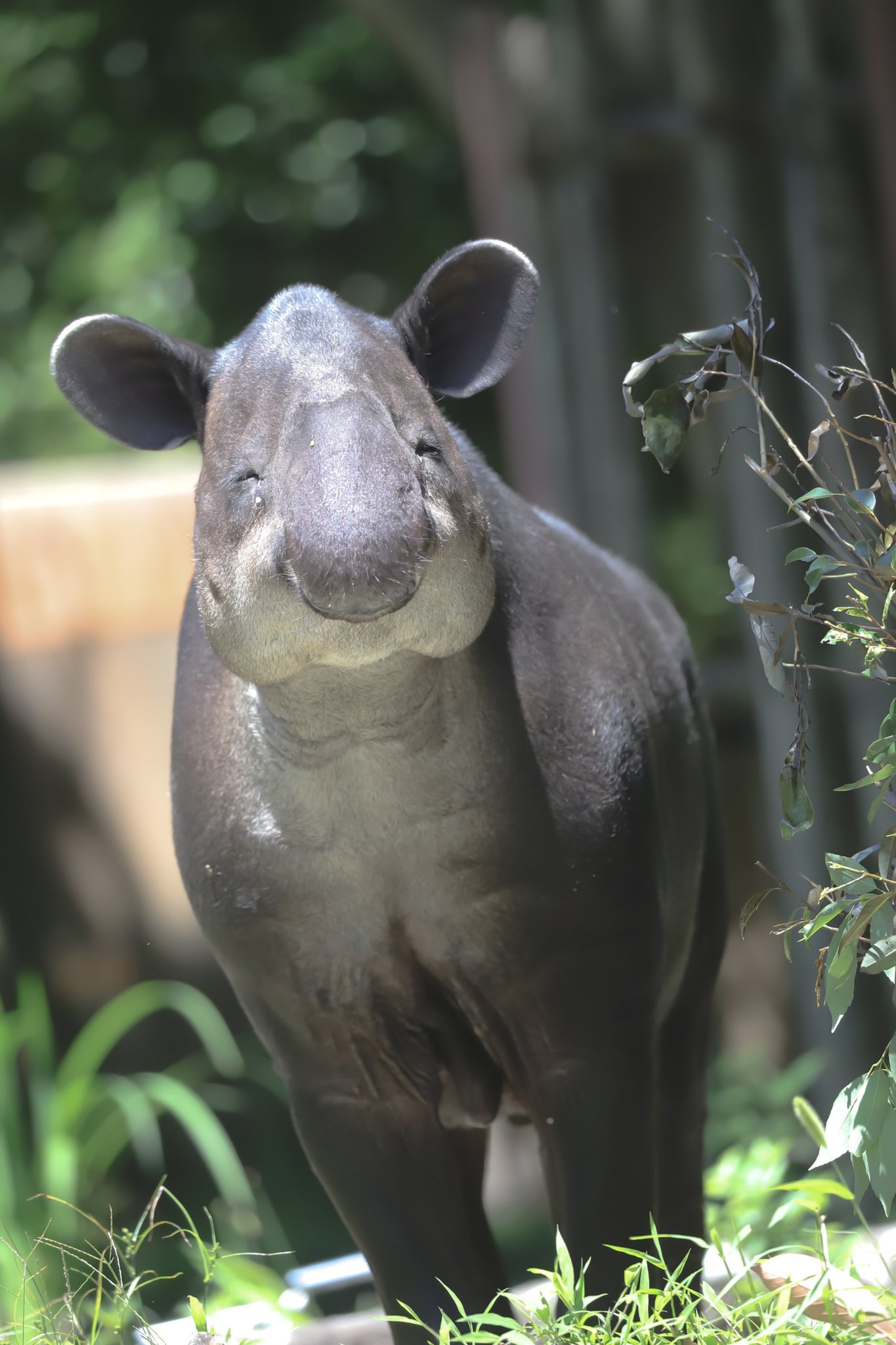 Yoshi 今日は熱中症になりかけたのでアグアの笑顔に癒されます ベアードバク バク アグア 金沢動物園 T Co Iupc2m5ncv Twitter Yoshi 今日は熱中症になりかけたのでアグアの笑顔に癒されます ベアードバク バク アグア 金沢動物園 T Co Iupc2m5ncv Twitter