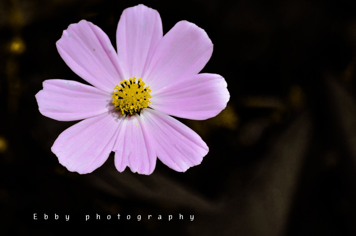 ebby_photo's tweet photo. SALAM BUNGA LIAR 🌷🌹🌺🌸💐
#MOUNTAIN_FMP
#papuansphoto
#lannyaplphoto
#ebbyphotography
#lannyphoto https://t.co/Gja9jndDDc