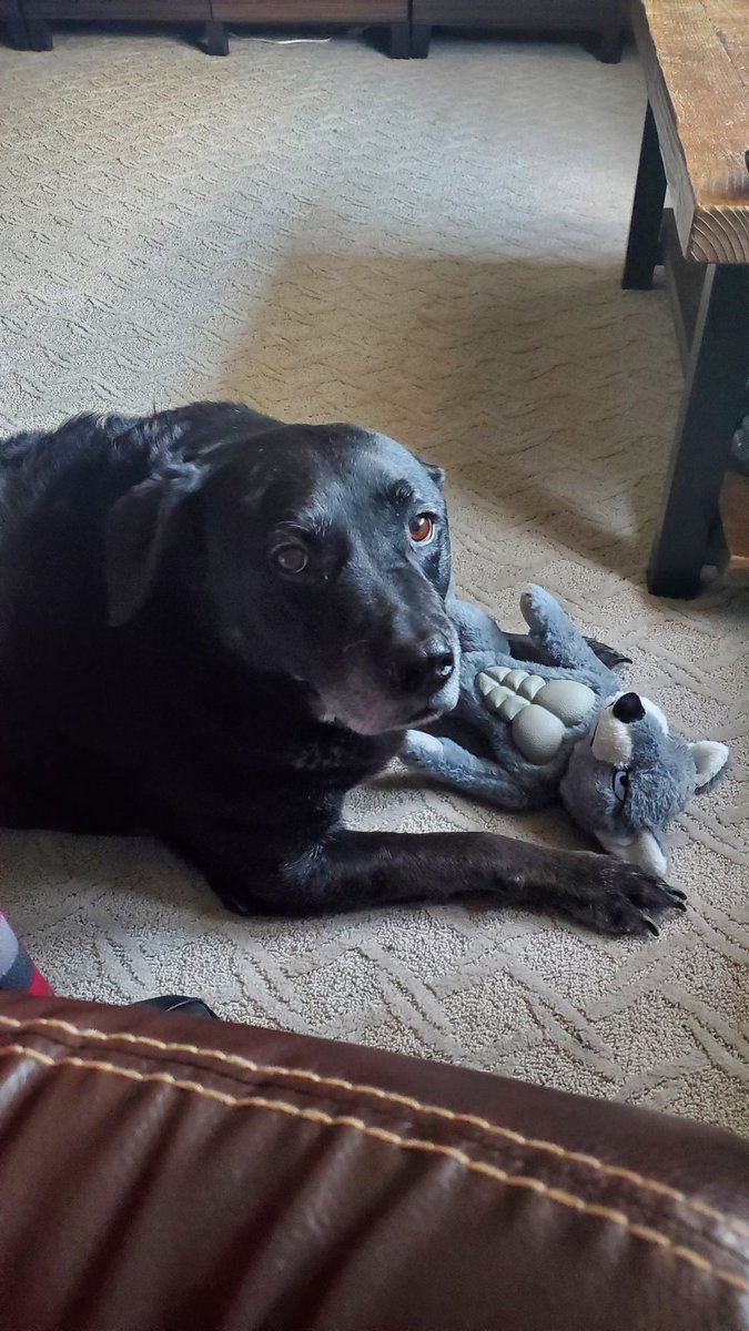 scottmcquinn1's tweet image. Today marks 1 month without my partner in crime and best friend 💔 I miss you everyday Sir Harley 😢 but know you&apos;re watching out for your dad. Love and miss you little buddy ❤️thanks for bringing the sunshine 🌞 @TuckerFox5 @ErinFox5DC @fox5dc @MikeTFox5 @MatthewCappucci