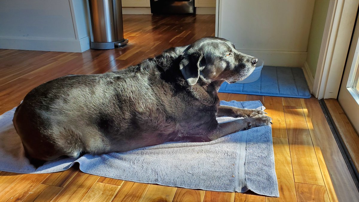 scottmcquinn1's tweet image. Today marks 1 month without my partner in crime and best friend 💔 I miss you everyday Sir Harley 😢 but know you&apos;re watching out for your dad. Love and miss you little buddy ❤️thanks for bringing the sunshine 🌞 @TuckerFox5 @ErinFox5DC @fox5dc @MikeTFox5 @MatthewCappucci