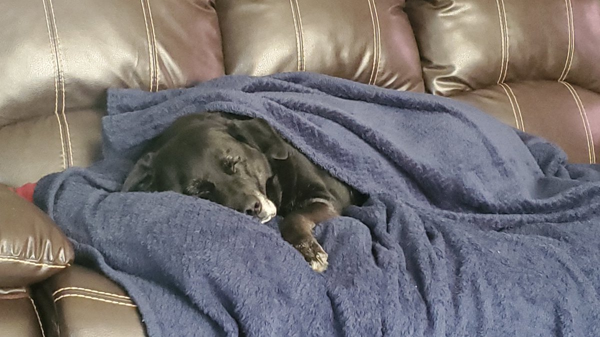 scottmcquinn1's tweet image. Today marks 1 month without my partner in crime and best friend 💔 I miss you everyday Sir Harley 😢 but know you&apos;re watching out for your dad. Love and miss you little buddy ❤️thanks for bringing the sunshine 🌞 @TuckerFox5 @ErinFox5DC @fox5dc @MikeTFox5 @MatthewCappucci