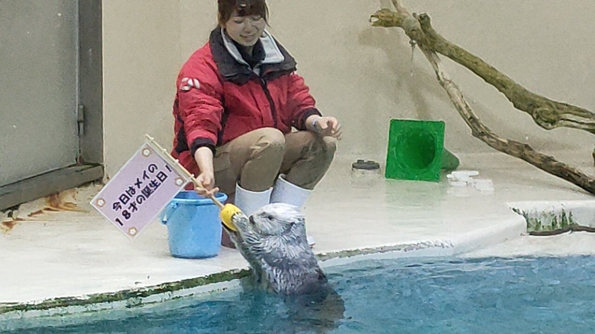 usagibaka's tweet photo. メイちゃんが好きでラッコちゃんお迎えしました( ´•ᴗ•ก)
また鳥羽水族館行ってメイちゃんたちと写真撮りたいな✨

#risubaco
#EBEBE #L9studio https://t.co/bKvEZ89TZg