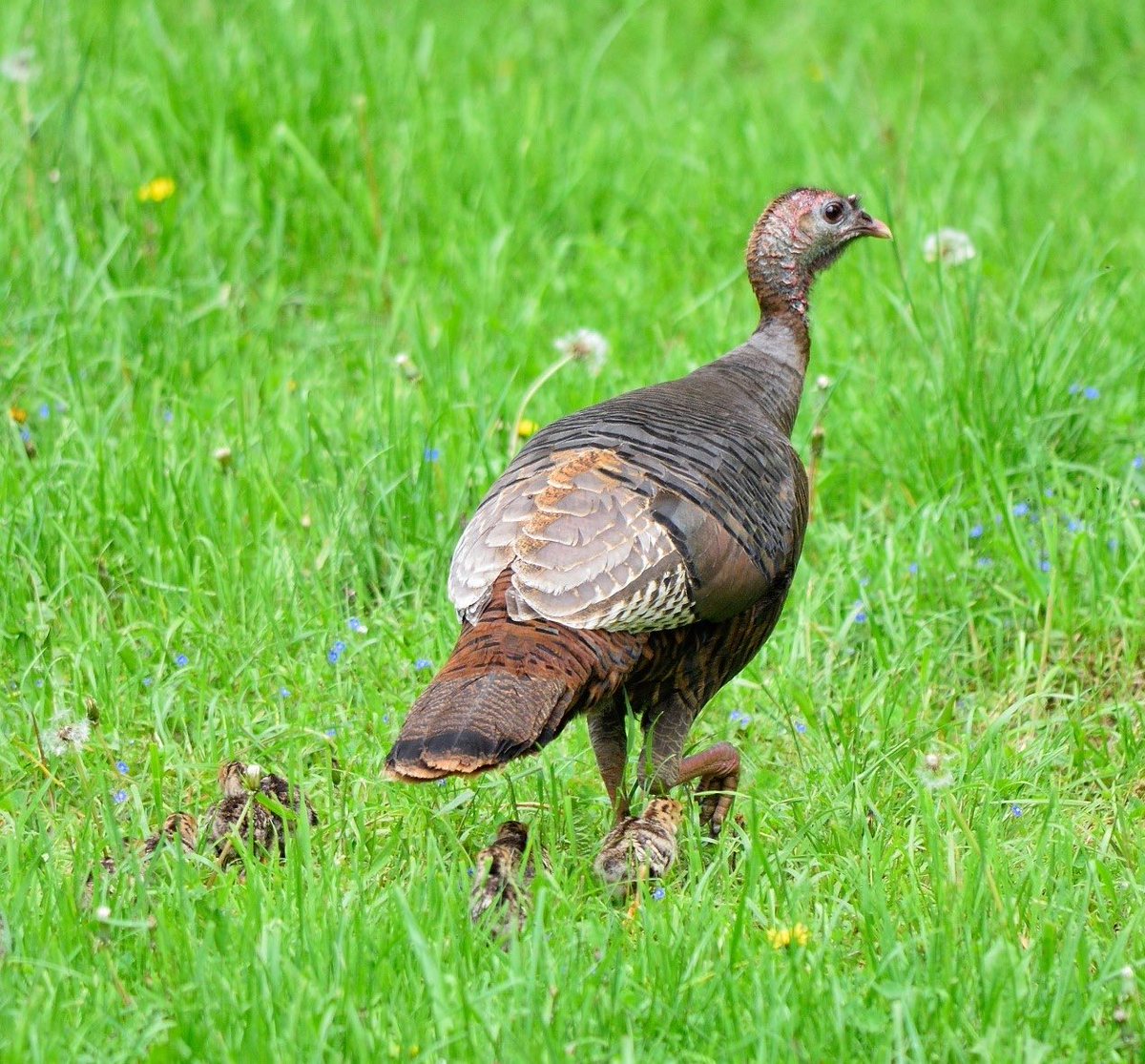 Mike Chamberlain (@wildturkeydoc) on Twitter photo Instances of hens hatching >1 clutch in a single spring are rare. We’ve had several hens do so the past few years, with 1st nests starting in April and the 2nd hatching as late as July. Some hens are just wired to produce poults! <a href="/DrShortSpur/">Bret Collier</a> <a href="/NWTF_official/">The National Wild Turkey Federation</a> Instances of hens hatching >1 clutch in a single spring are rare. We’ve had several hens do so the past few years, with 1st nests starting in April and the 2nd hatching as late as July. Some hens are just wired to produce poults! <a href="/DrShortSpur/">Bret Collier</a> <a href="/NWTF_official/">The National Wild Turkey Federation</a>