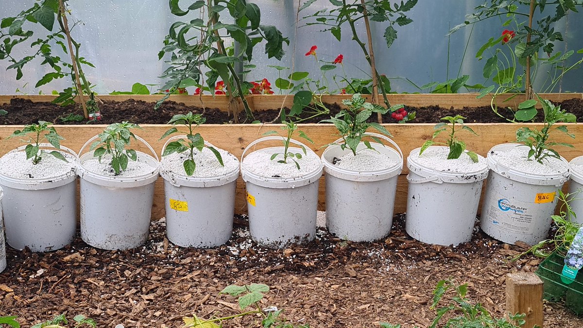 Ardrossan Academy Horticulture (@astragardens) on Twitter photo Hot bin filled to the brim with food waste and shredded paper, and chilli plants planted in old wine containers. Doing our bit to reduce waste around the school #upcycle #zerowaste #lovefoodhatewaste <a href="/ArdAcademy/">Ardrossan Academy</a> <a href="/NAC_STEM/">NAC_STEM</a> <a href="/DYWAyrshire/">DYW Ayrshire</a> @RHSSchools <a href="/ZeroWasteScot/">Zero Waste Scotland</a> <a href="/caleygrowlearn/">Grow & Learn Awards</a> Hot bin filled to the brim with food waste and shredded paper, and chilli plants planted in old wine containers. Doing our bit to reduce waste around the school #upcycle #zerowaste #lovefoodhatewaste <a href="/ArdAcademy/">Ardrossan Academy</a> <a href="/NAC_STEM/">NAC_STEM</a> <a href="/DYWAyrshire/">DYW Ayrshire</a> @RHSSchools <a href="/ZeroWasteScot/">Zero Waste Scotland</a> <a href="/caleygrowlearn/">Grow & Learn Awards</a>